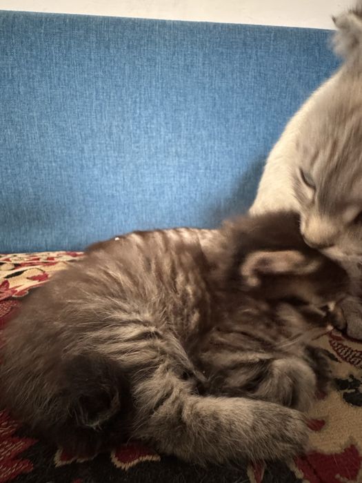Срочно отдам бесплатно котенка в хорошие руки!