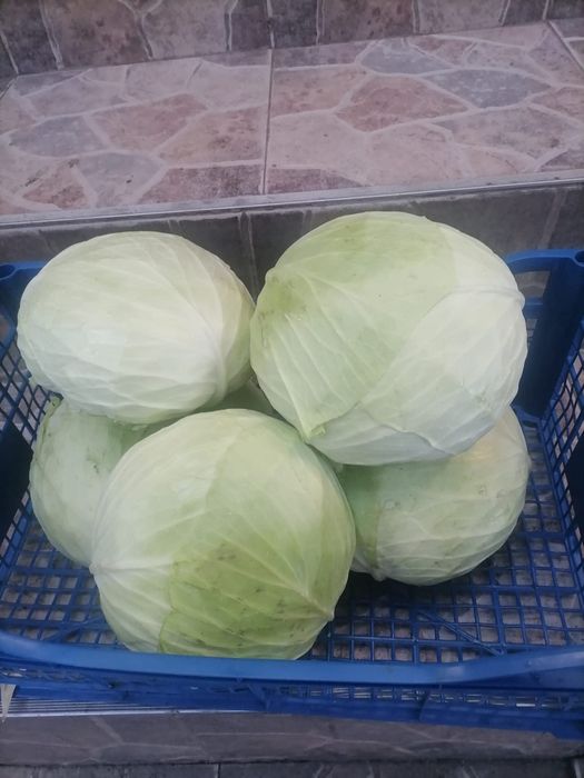 Varză de toamnă plată