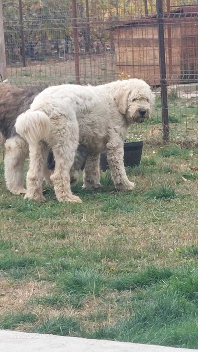 Ciobănesc mioritic 7 luni