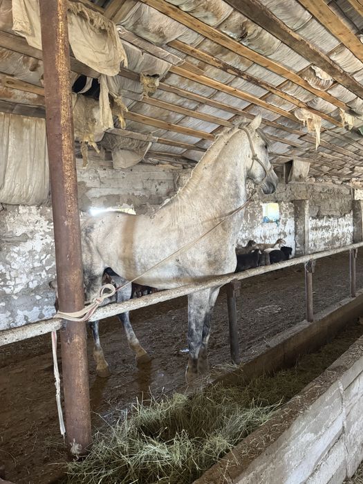 Кокпар айгыр сатылады жаксы айгыр