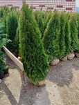 Tuia ( smarald, columnaris, brabant,  leylandii )