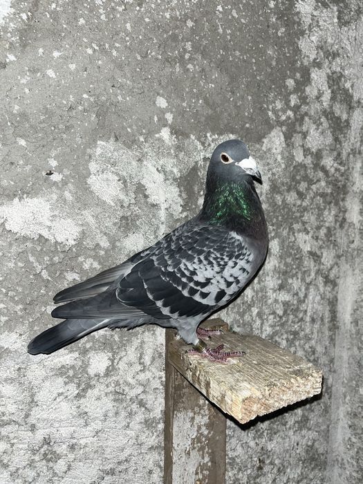 Porumbei voiajori masculi