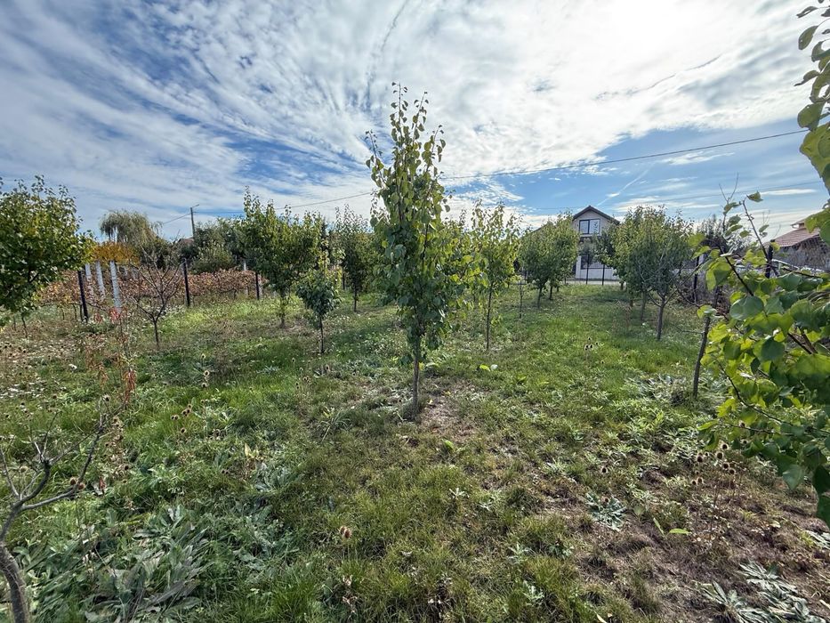 Ofer spre Vanzare Teren intravilan / loc de casa in Vetis