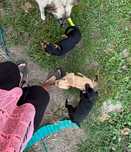 Catei 1 baiat 2 fete