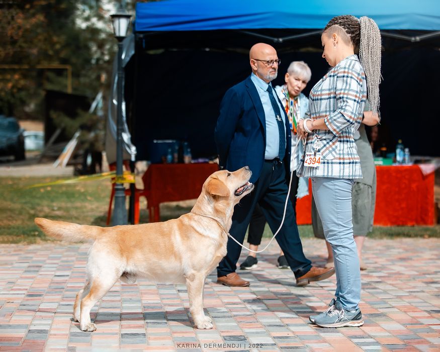 Вязка кобеля лабрадора Чемпиона РК, Киргизии, России,Узбекистана