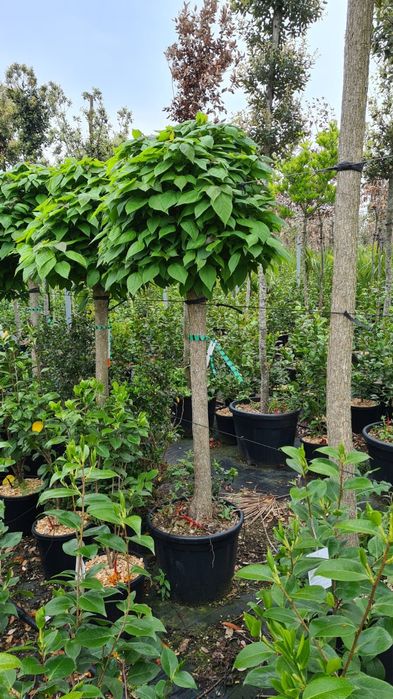Plante glob, tuia, buxus, euonimus, photinia etc