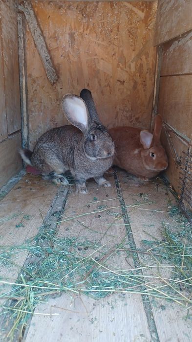 Vand iepuri,detin mai multe rase!