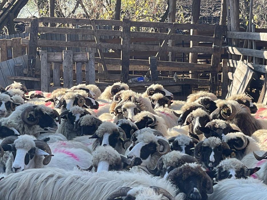 Anunț de vanzare :oi breze