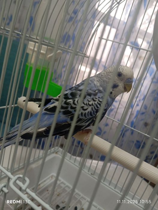 Продаю попугая по кличке Джими  клетка ,поилка,кормушка в подарок.