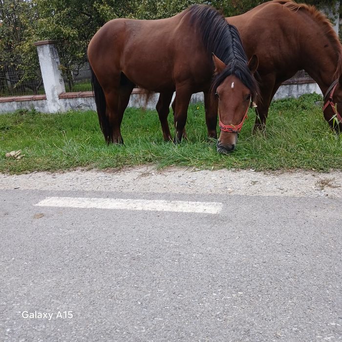 Vând mânz frumos și blând