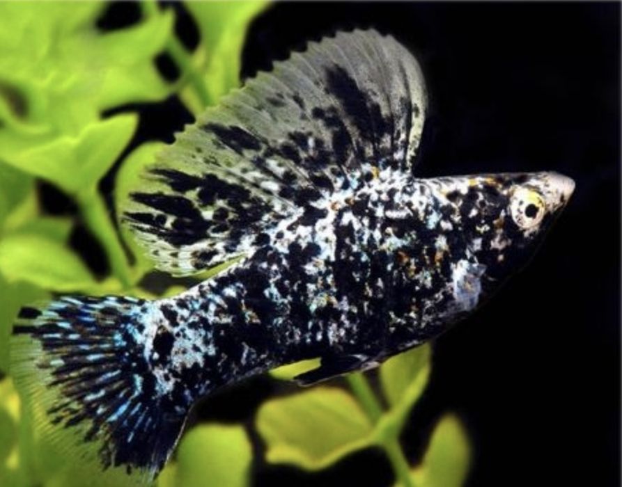 Аквариумные рыбки и живой корм