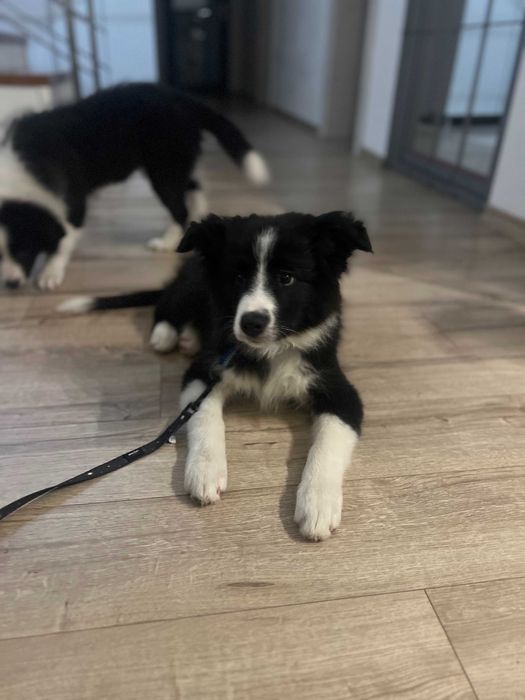 Mascul Boder Collie cu pedigree din ambii pariniti campioni