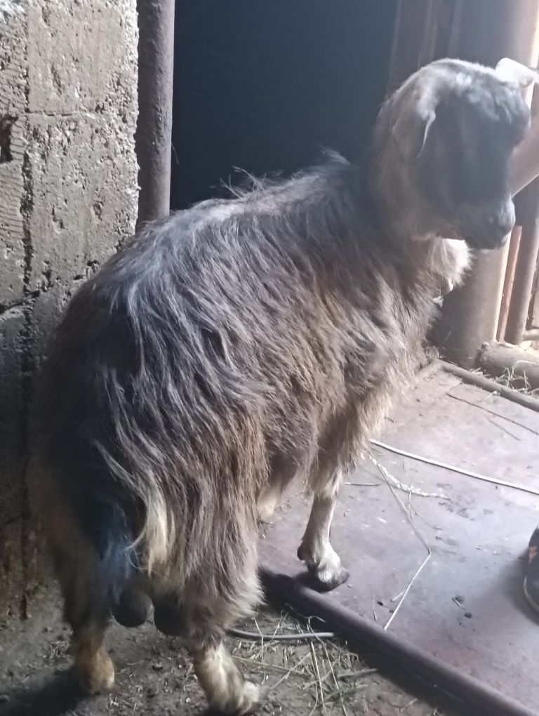De vânzare 2 capre un țap și o iediță sură toate la un loc