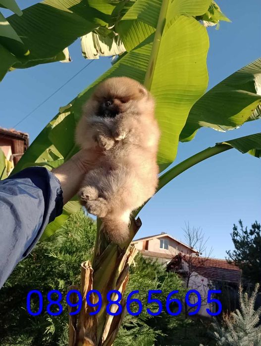 Мъжки Померани! Реални снимки!
Мъжки Померани. Реални снимки!!!