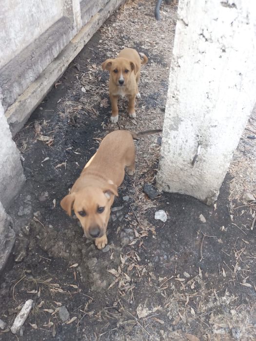 В хорошие руки !