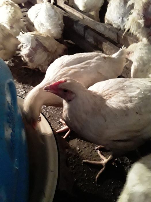 Крупные бройлеры 2,5 месяца — всего 2000 тг! Домашнее кормление, без х