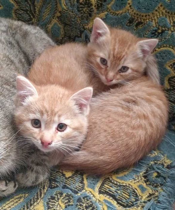 Отдам котят в добрые и ласковые руки