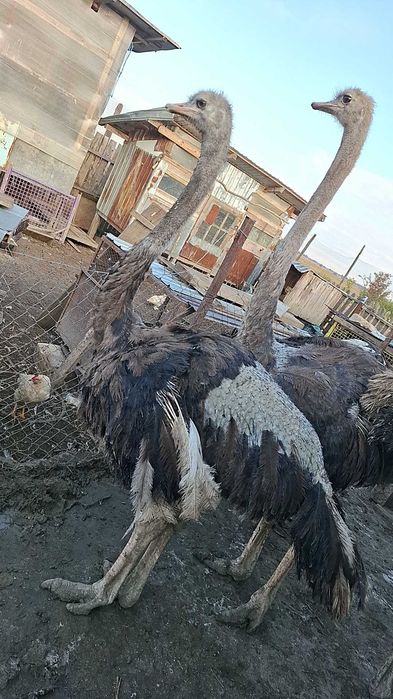 Struț de vânzare!!