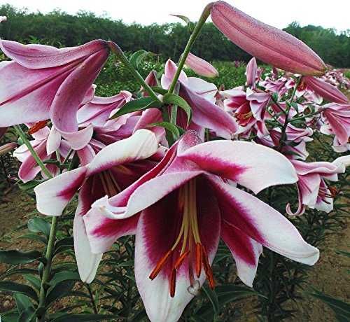 Bulbi de crini diverse soiuri