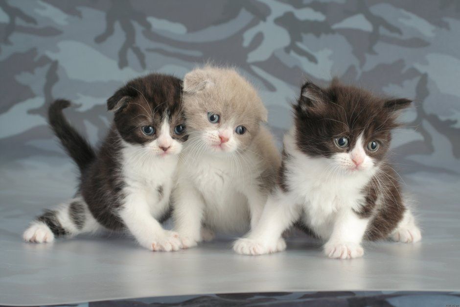 шотландские малыши