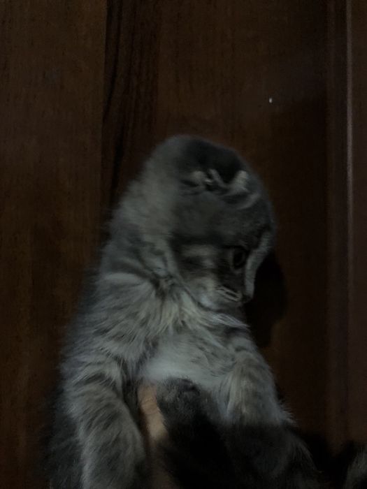 sogʻlom oyinqaroq mushuk