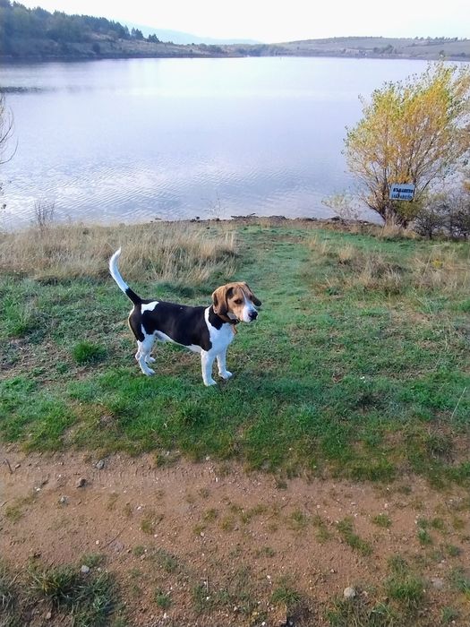 Подарявам Бигъл на 1 годинка