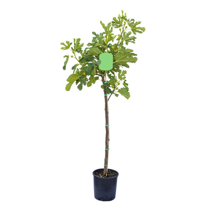 Pomi fructiferi Exotici La Ghiveci (SMOCHIN )