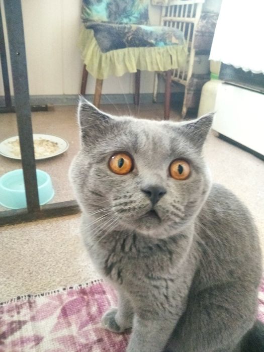 Британский кот .для вязки .возраст два года. Фергана район киргили