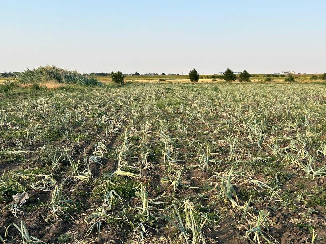 Vând Ceapă Românească de la Producător (Județul Buzău)