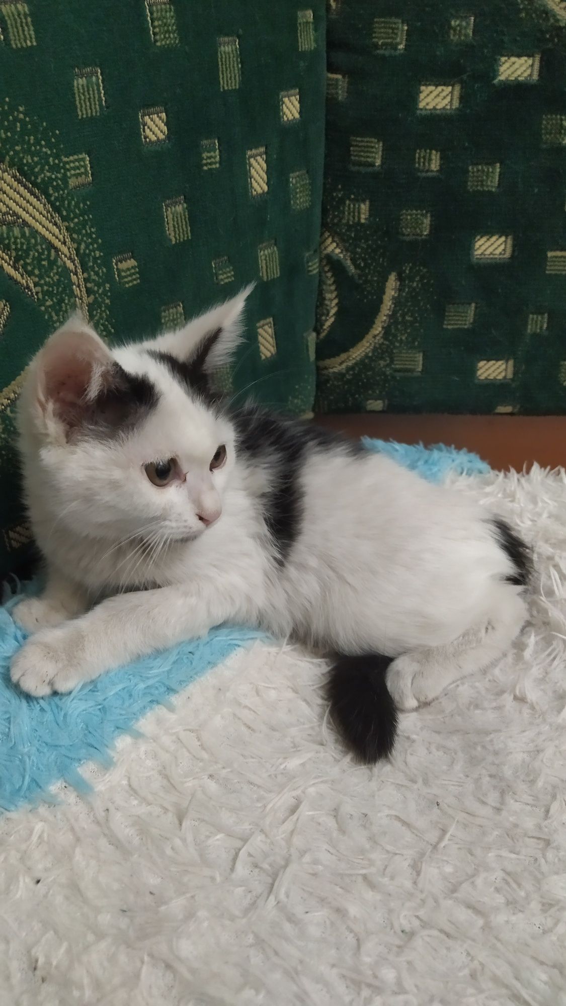 Игривая красивая котенок