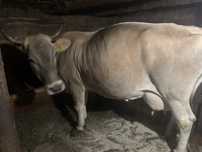 Vacǎ , bruna de Maramures,gestanta , foarte cuminte, buna de lapte
