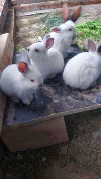 Продам кроликов срочно