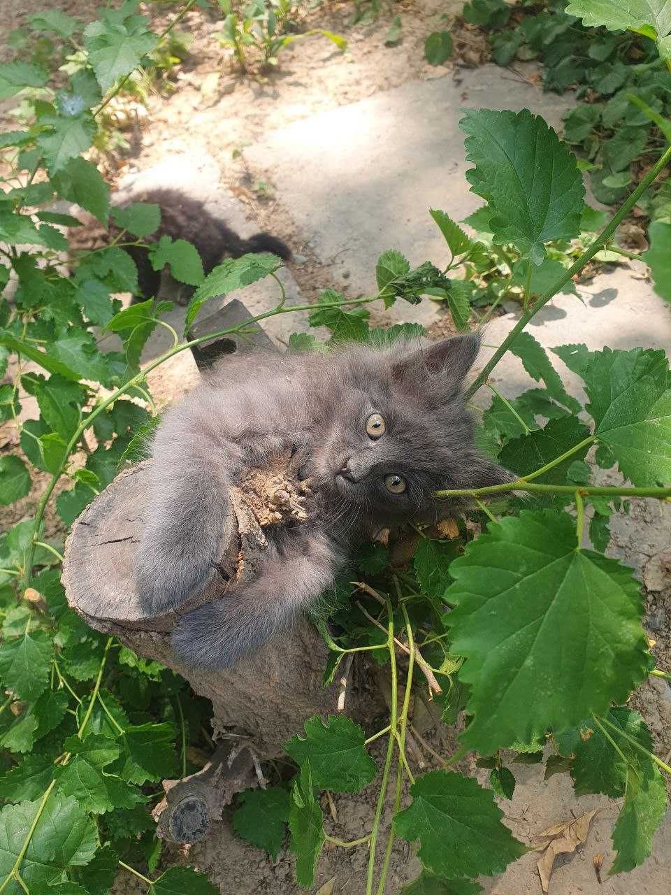 отдам даром котят