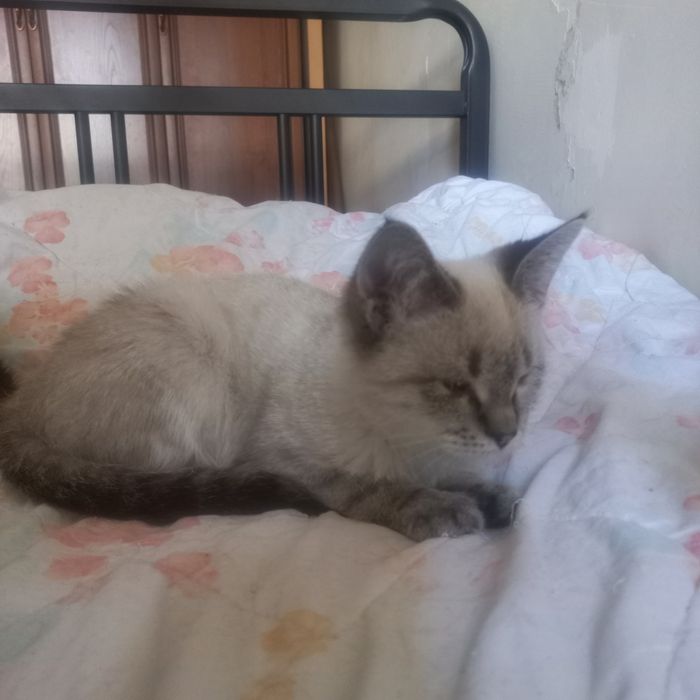 Отдам котенка девочку