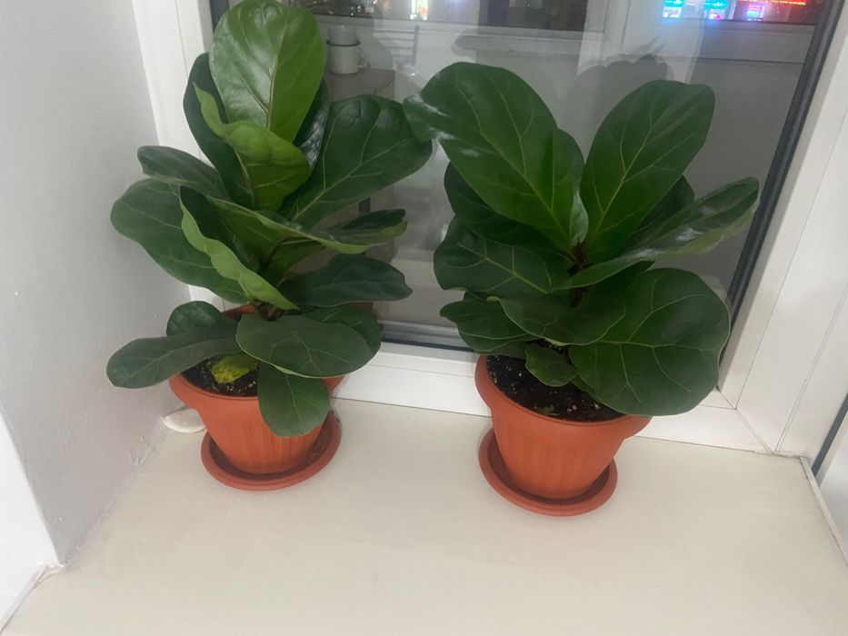 Фикус Лирата, высота 40 см