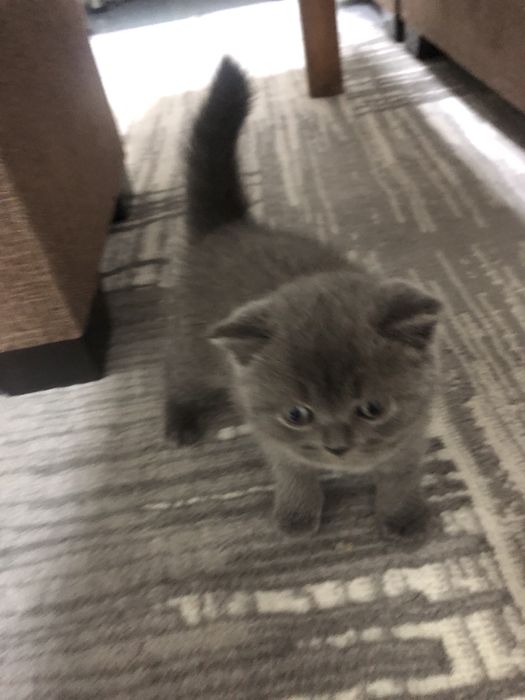 Toza Brtanskiy shorthair