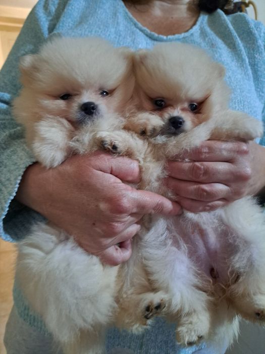 Померан мини шпиц