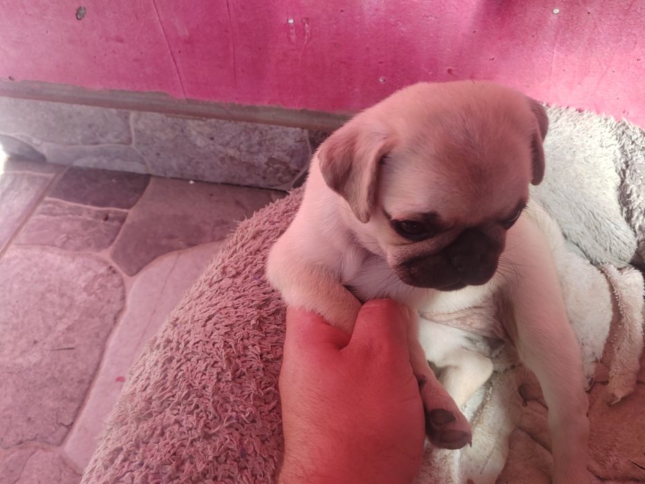 Pui mops, pug, rasa pura. Mascul vârsta 8 săptămâni