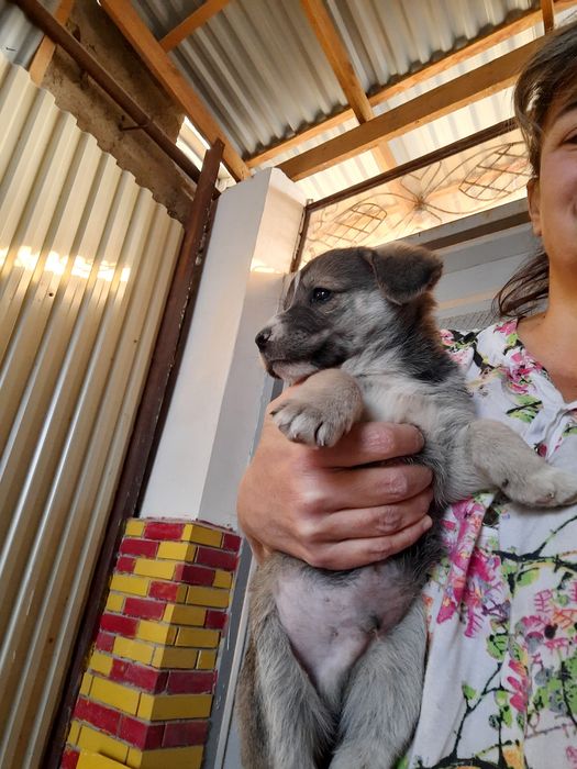 Щенята продаются