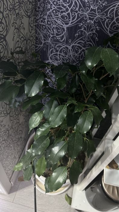 Фикус Бенджамина