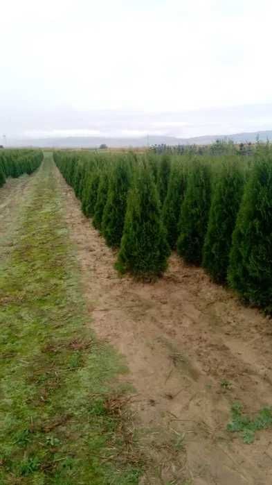 Tuia Smarald de diferite dimensiuni