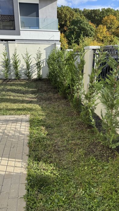 Duplex de inchiriat in Dumbravita la liziera padurii, comision 0