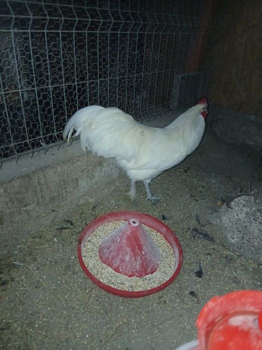 Cocos Australorp  alb,7 luni