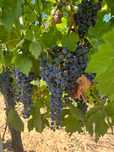 Struguri de vin doc Miniș