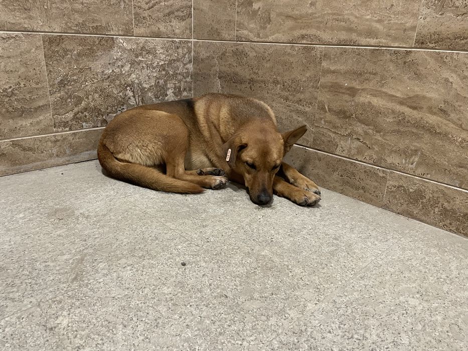 Женско куче на  около 2-3 години