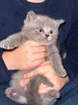 Pisicuță British shorthair blue