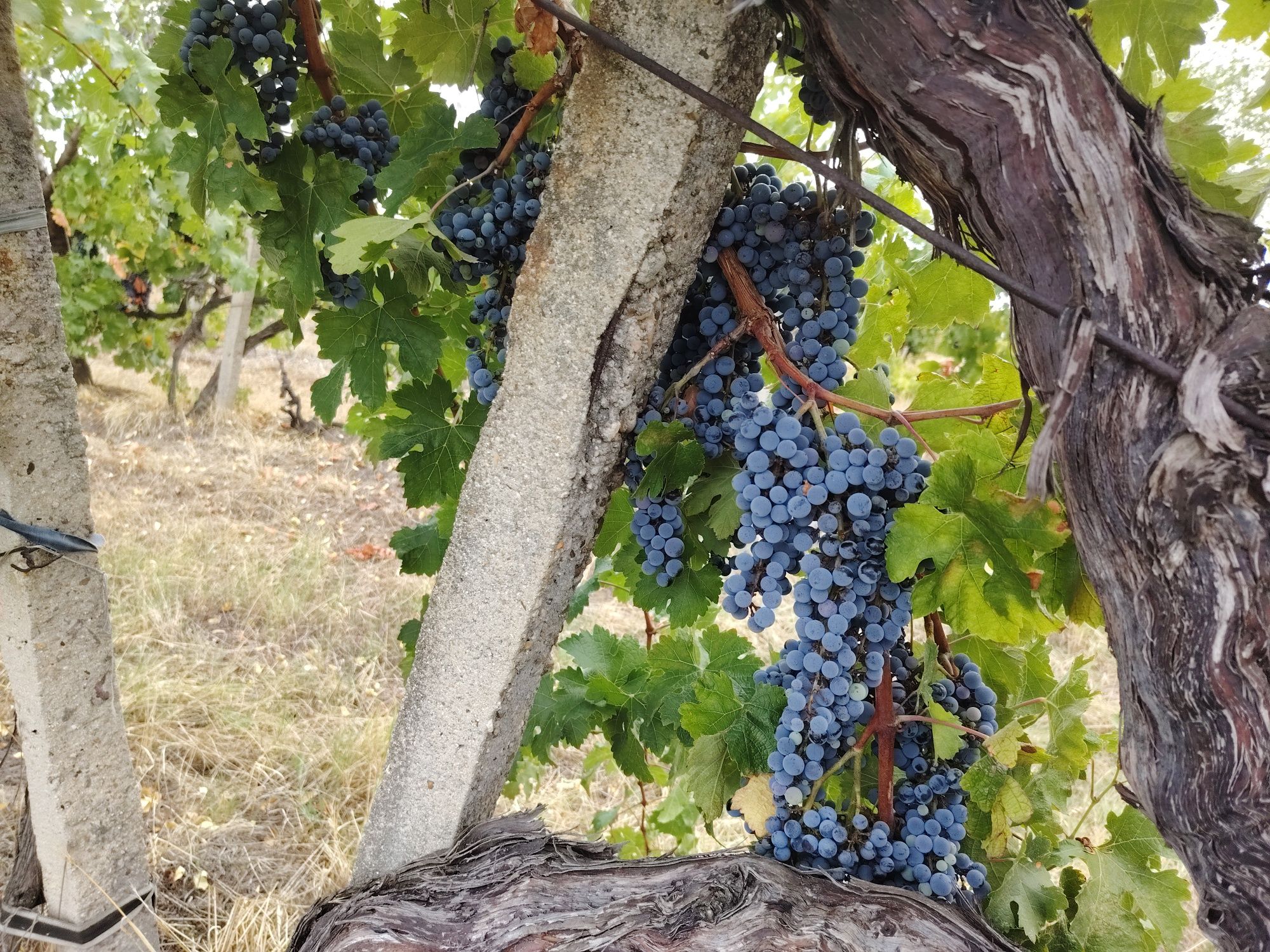 Продавам грозде,, Мерло,,