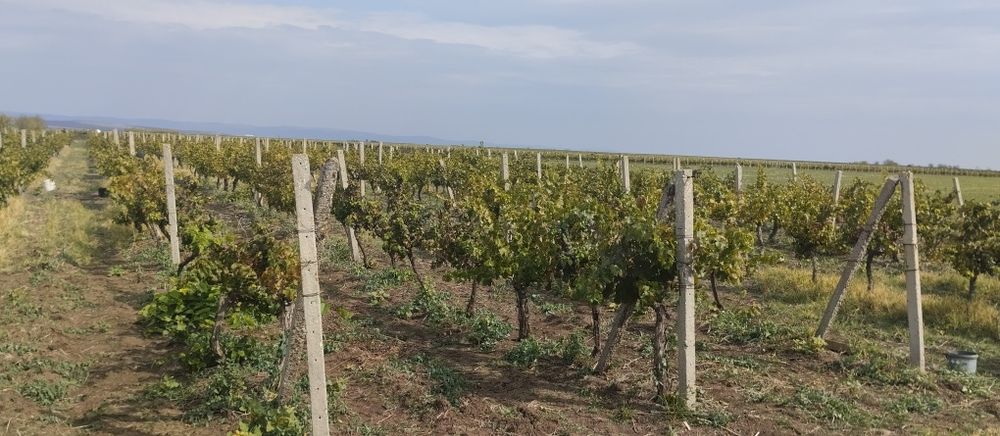 Продавам лозе сорт Каберне гр.Поморие