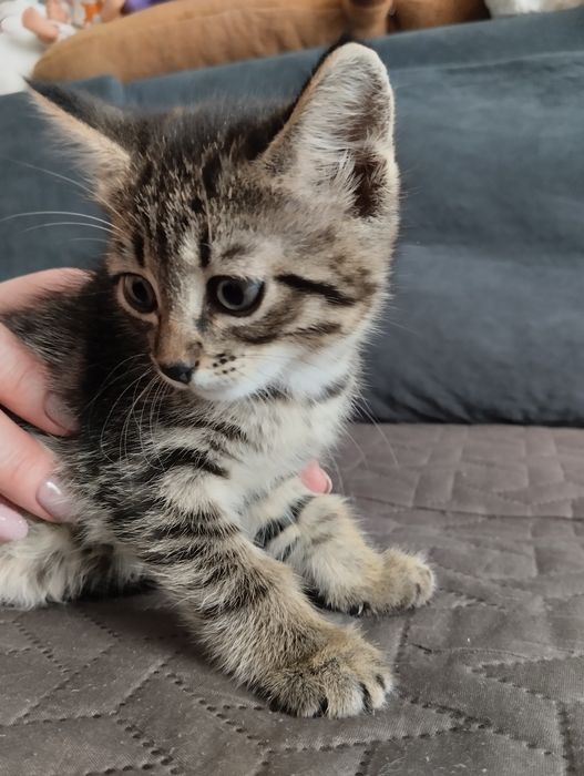 Отдам котят в добрые руки БЕСПЛАТНО