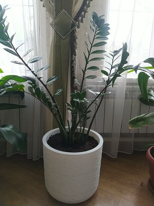 Замиокулькас долларовое дерево